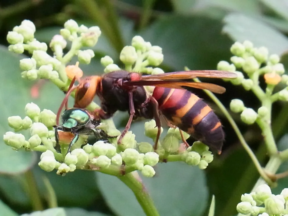 عکس Black-tailed hornet