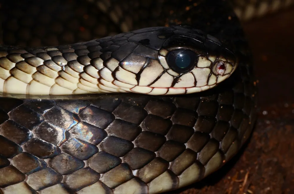 ภาพของBlack tree cobra