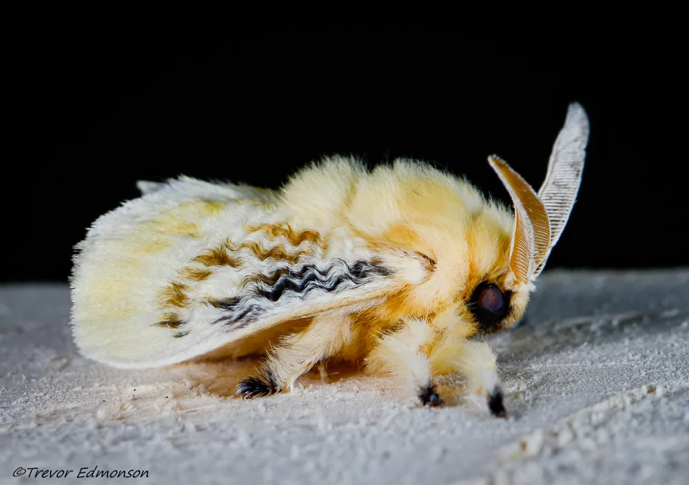 Fotka: Black-waved flannel moth