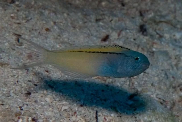 د Blackline fangblenny عکس