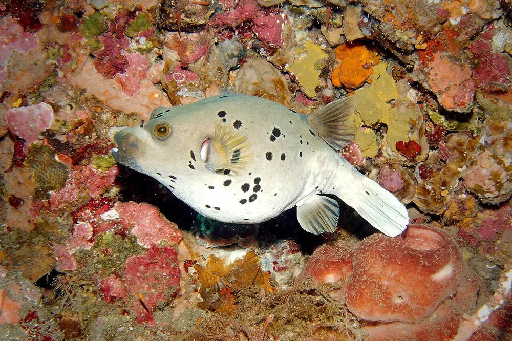 عکس Blackspotted puffer
