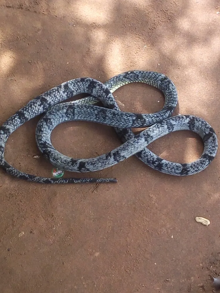 عکس Blanding's tree snake