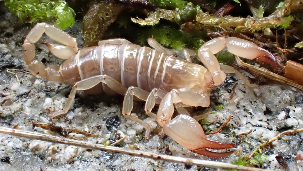 د Blind Pyrenean scorpion عکس