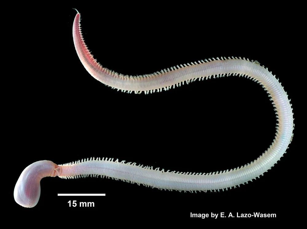 صورة Bloodworm