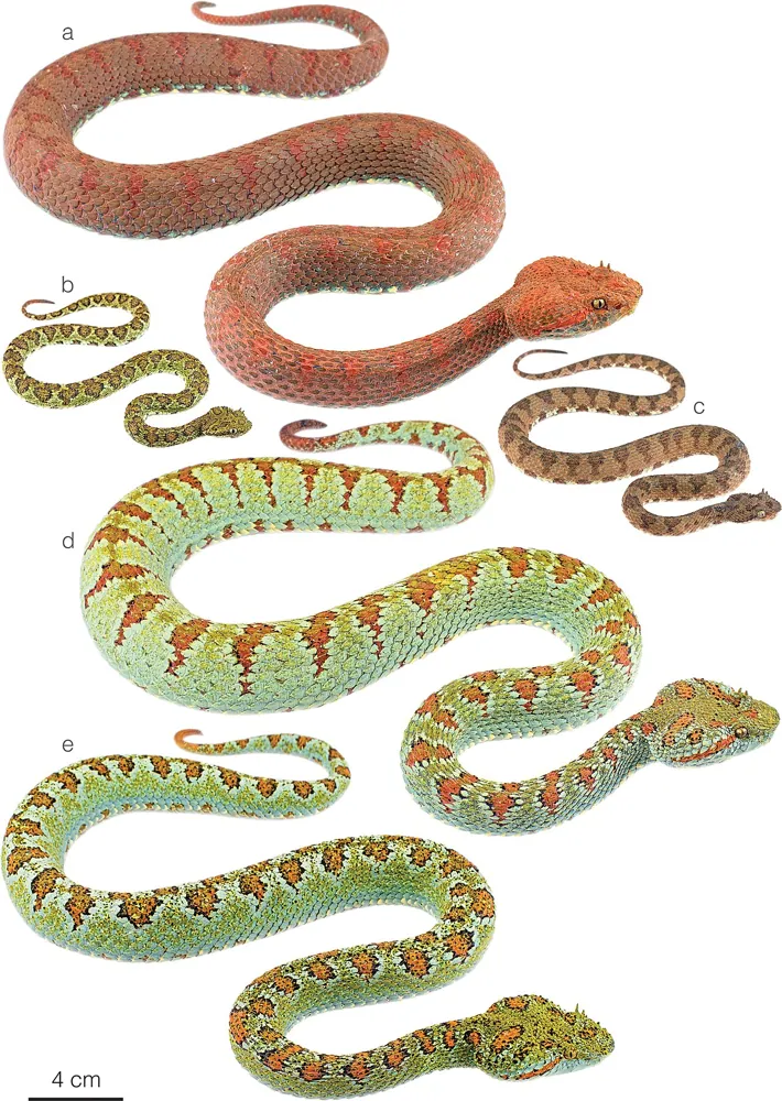 د Blotched palm pitviper عکس