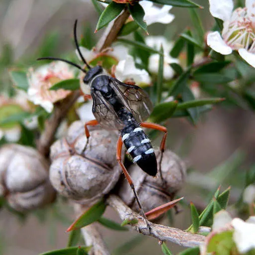 Blue ant کی تصویر