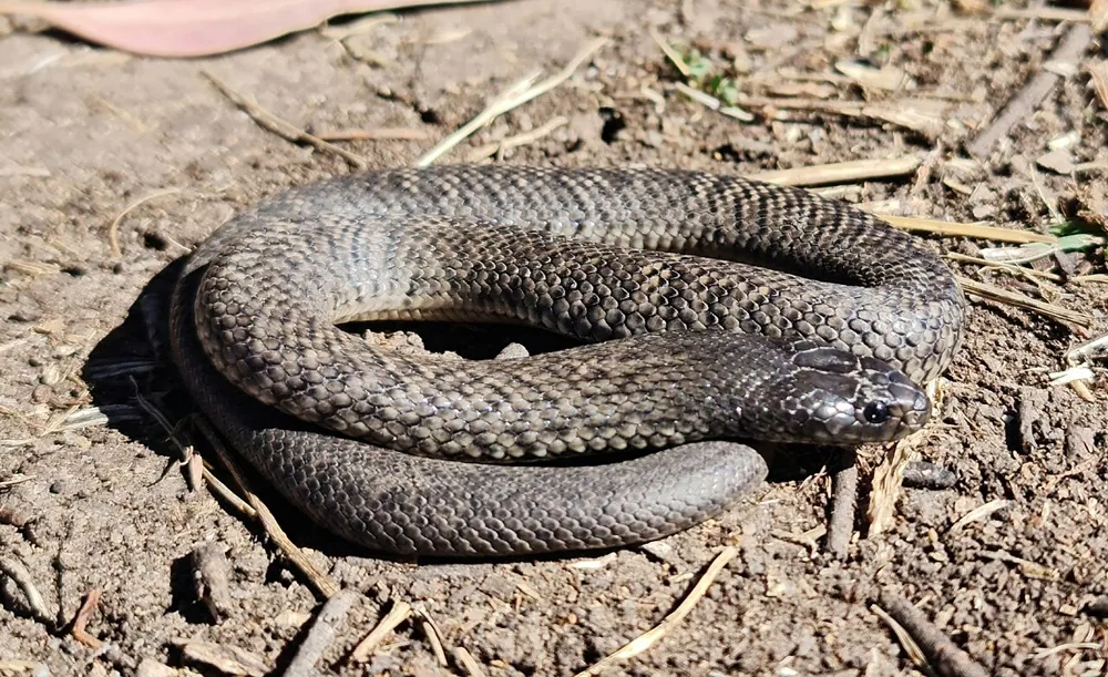 د Blue-bellied black snake عکس