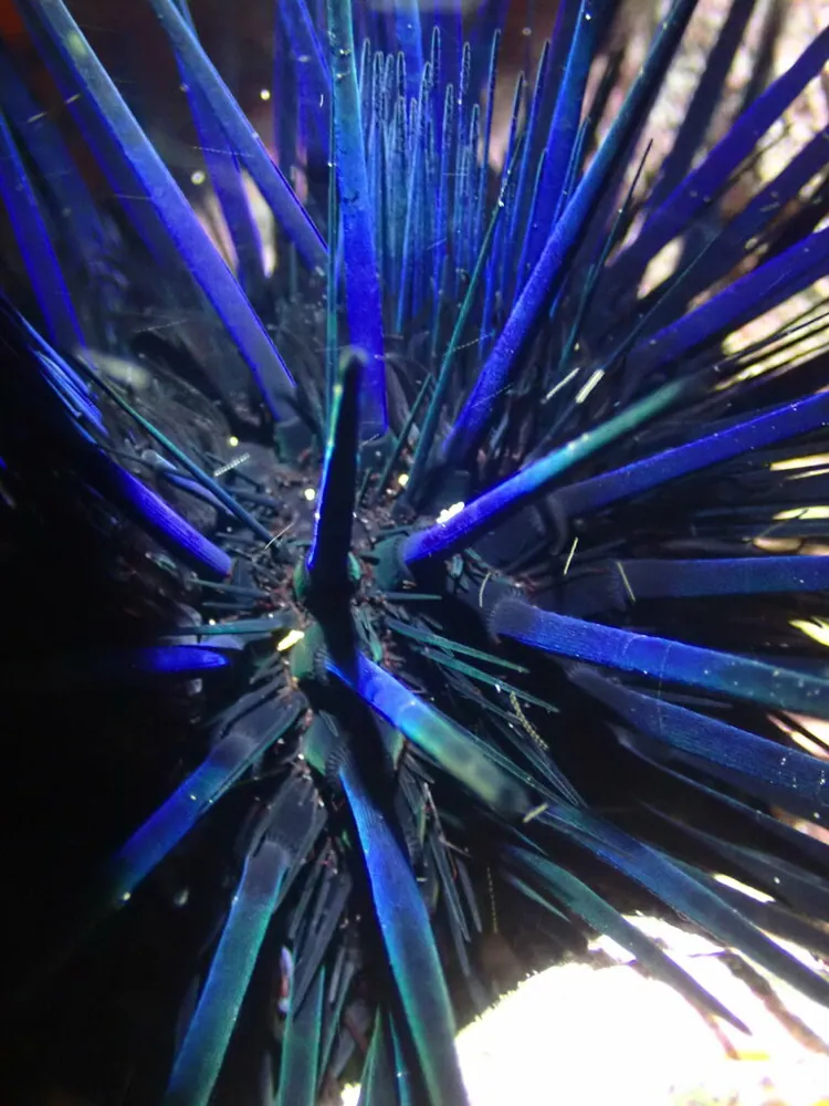 عکس Blue-black urchin