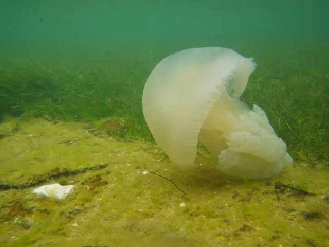 د Blue blubber jellyfish عکس