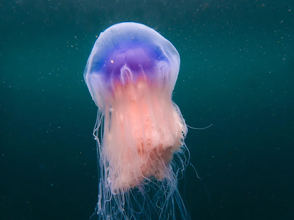 د Blue jellyfish عکس