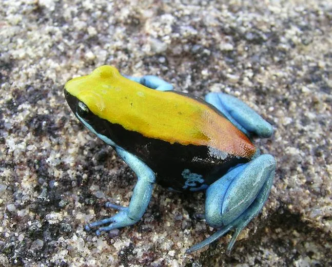د Blue-legged mantella عکس