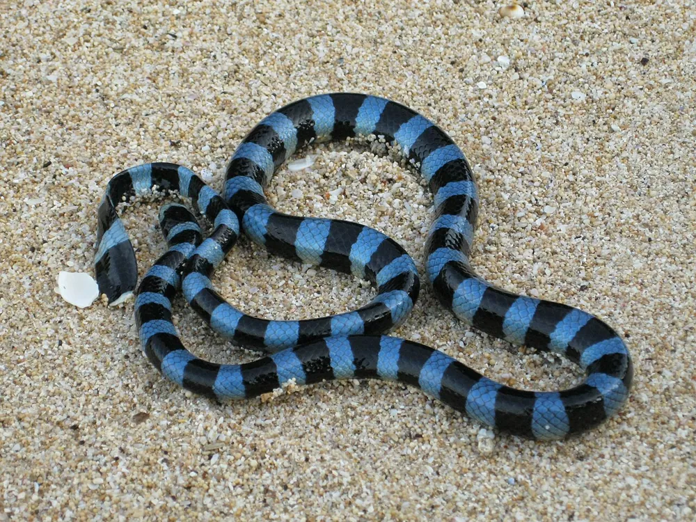 عکس Blue-lipped sea krait