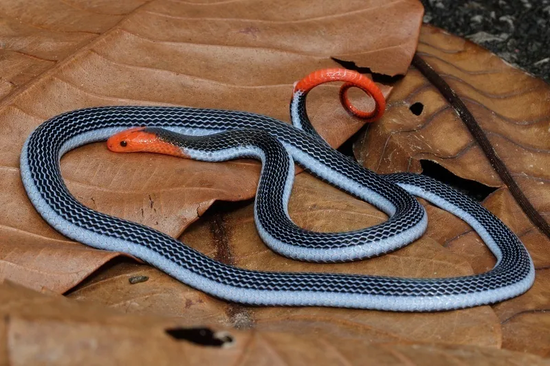 عکس Blue Malayan coral snake