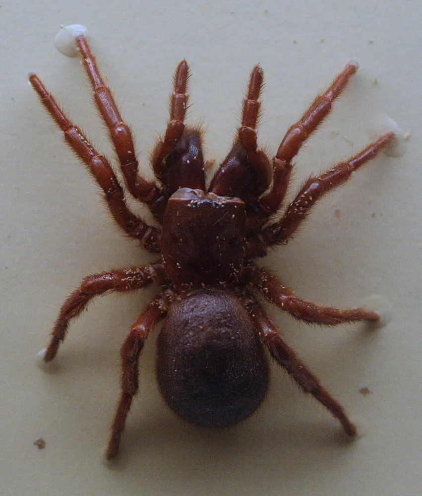 Foto de Blue Mountains funnel-web spider