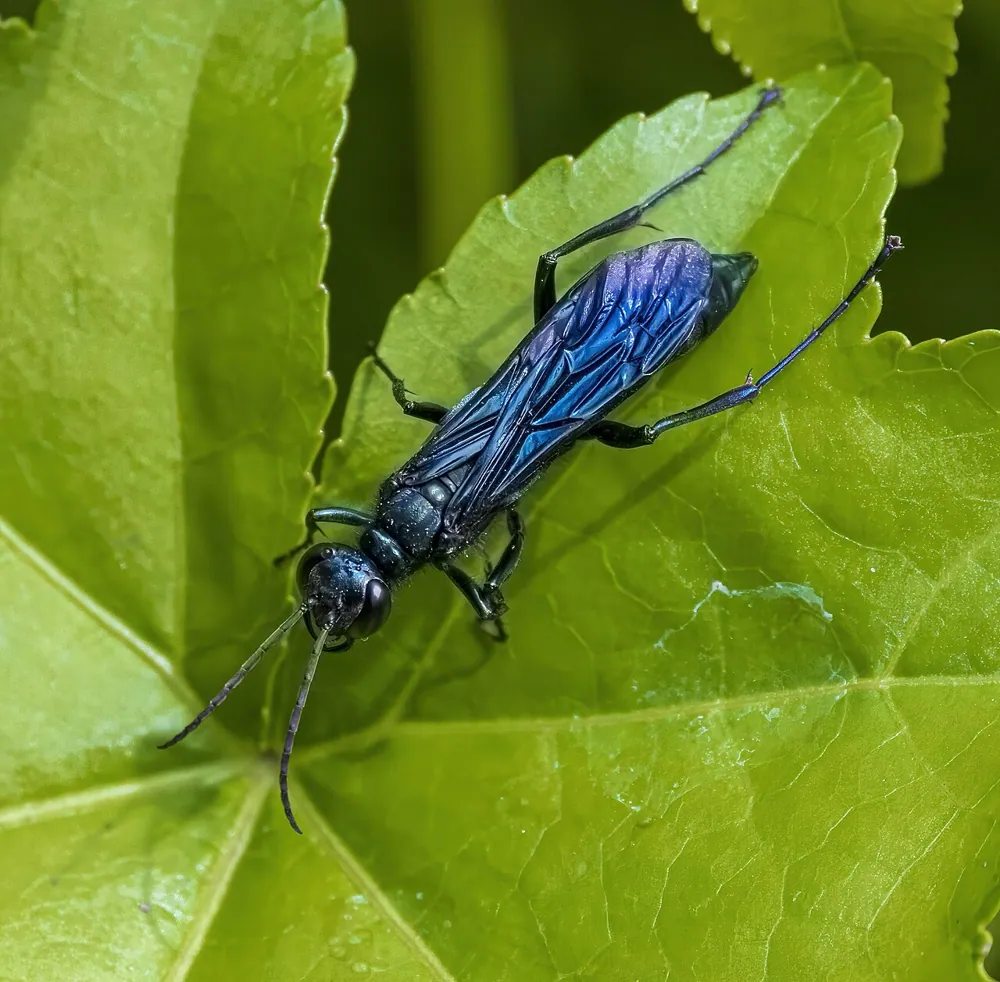 عکس Blue mud dauber