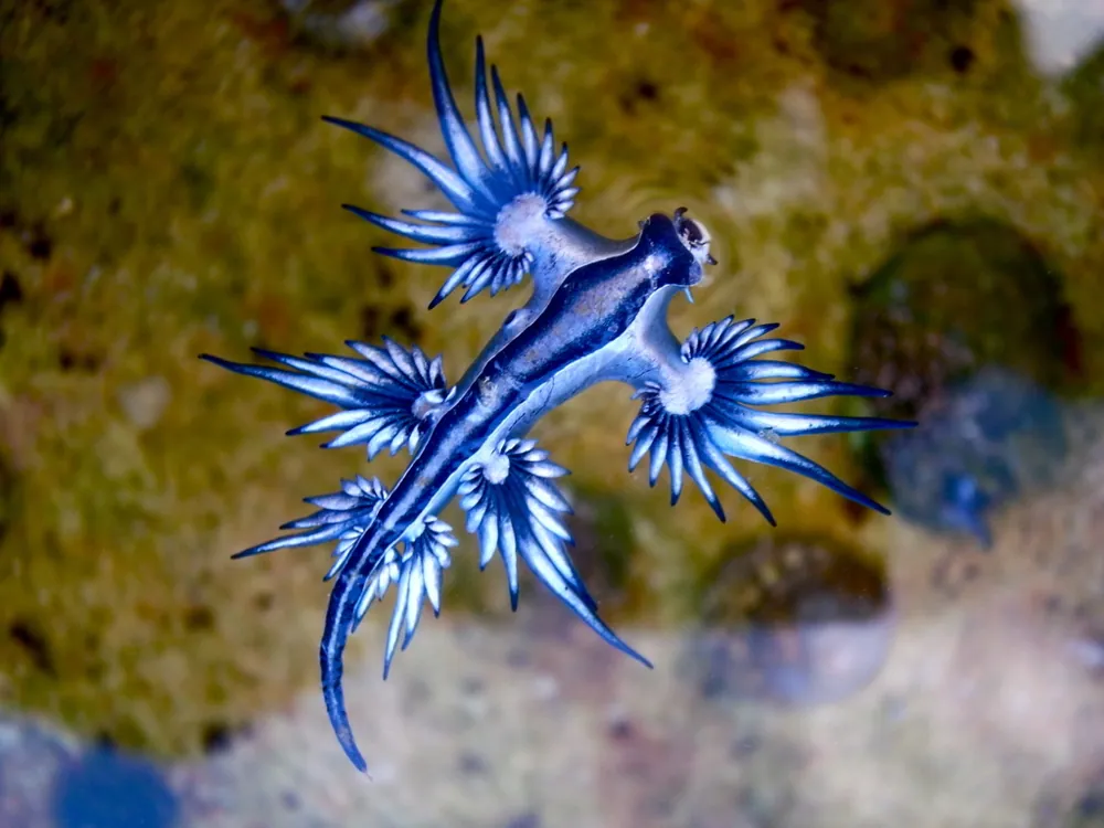 د Blue sea dragon عکس