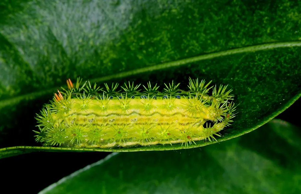 عکس Blue-striped nettle grub