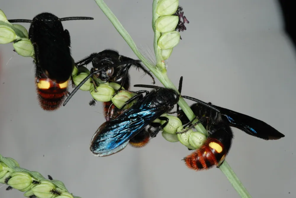 د Blue-winged wasp عکس