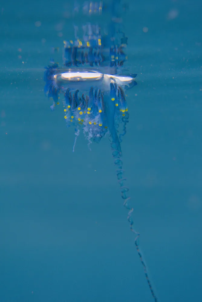 Bluebottle ఫోటో