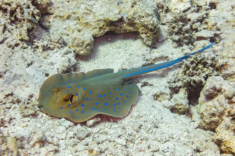 د Bluespotted ribbontail ray عکس
