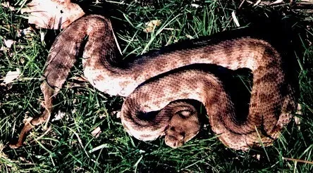د Blunt-nosed viper عکس
