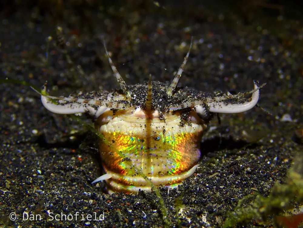 ภาพของBobbit worm
