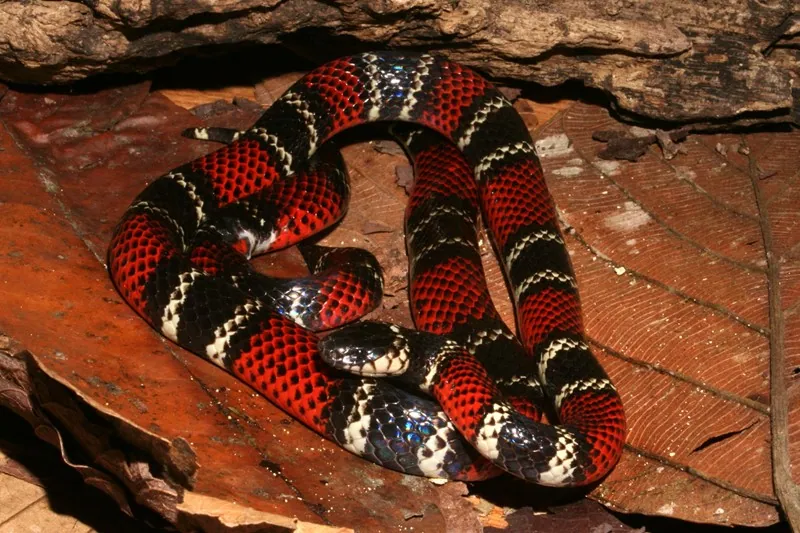 د Bocourt's coral snake عکس