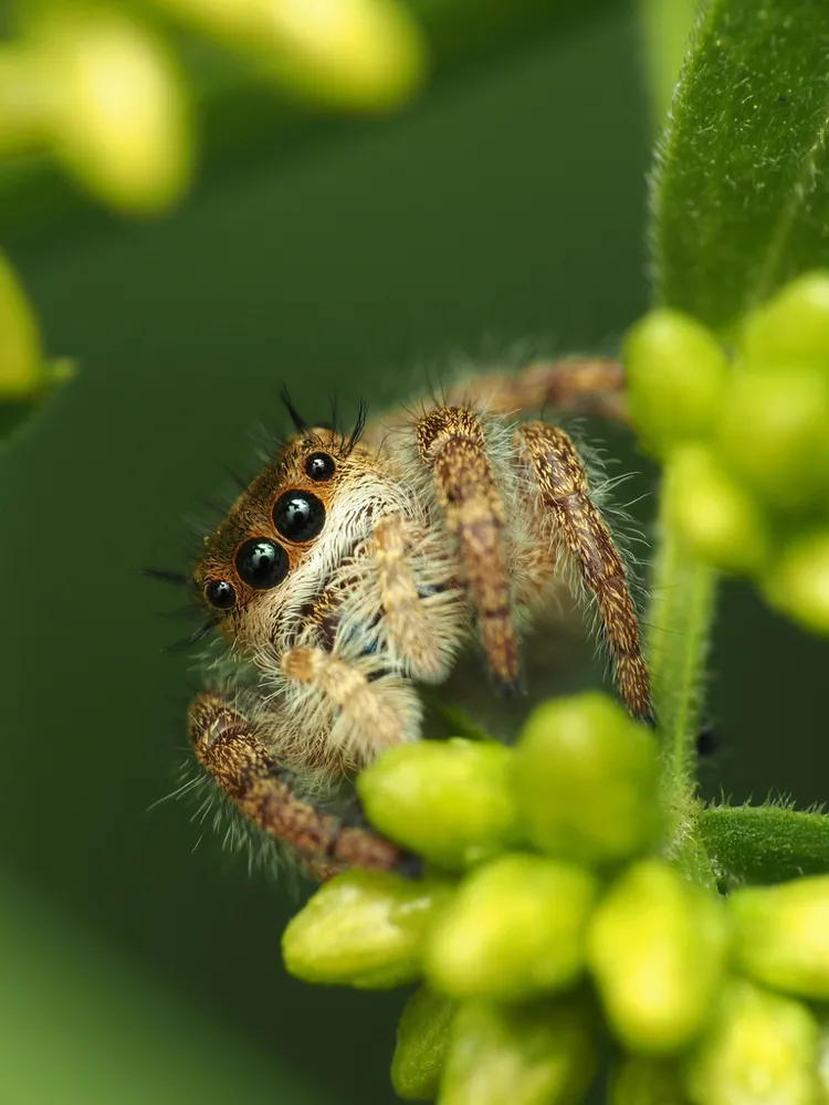 صورة Bold jumping spider