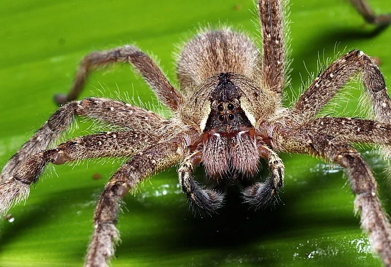 عکس Bolivian wandering spider