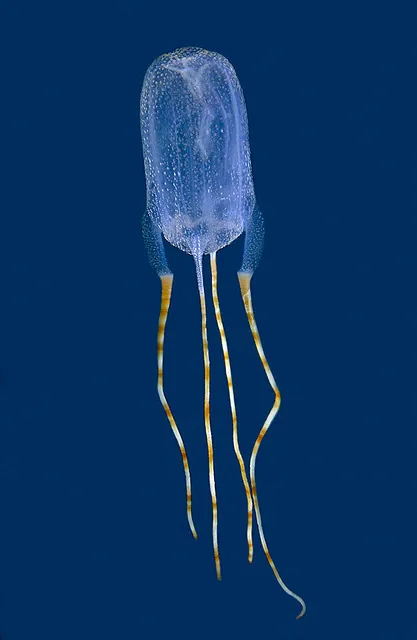 Foto de Bonaire banded box jellyfish