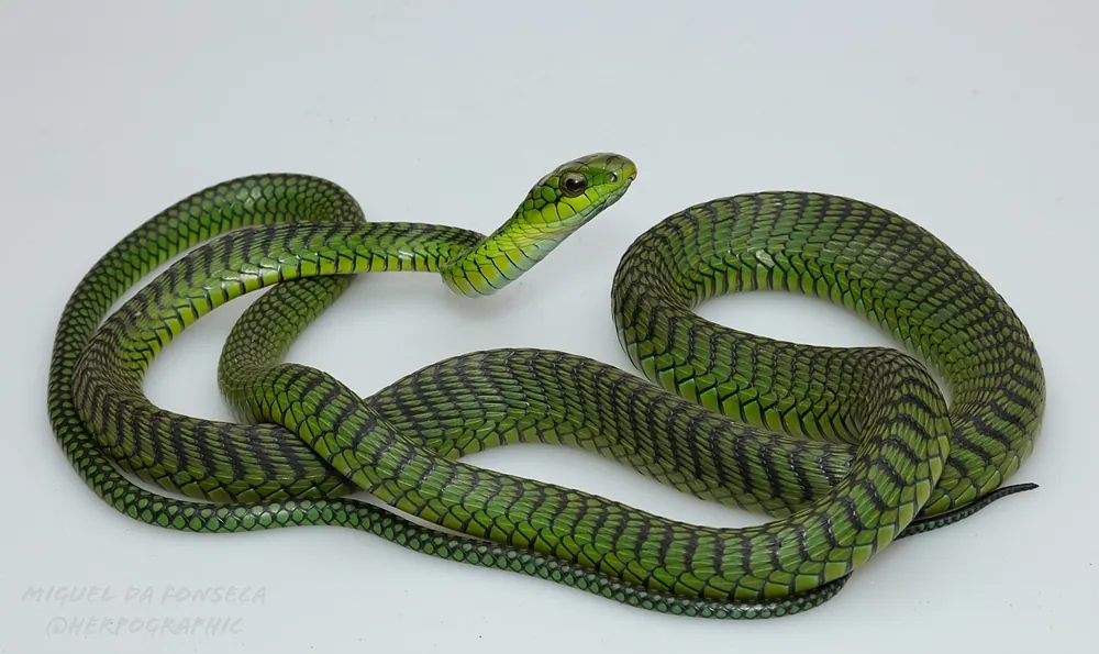 ภาพของBoomslang