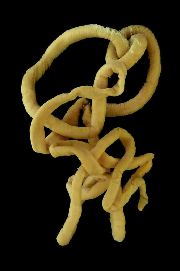 ภาพของBootlace worm