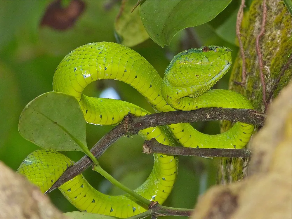 عکس Bornean keeled green pit viper