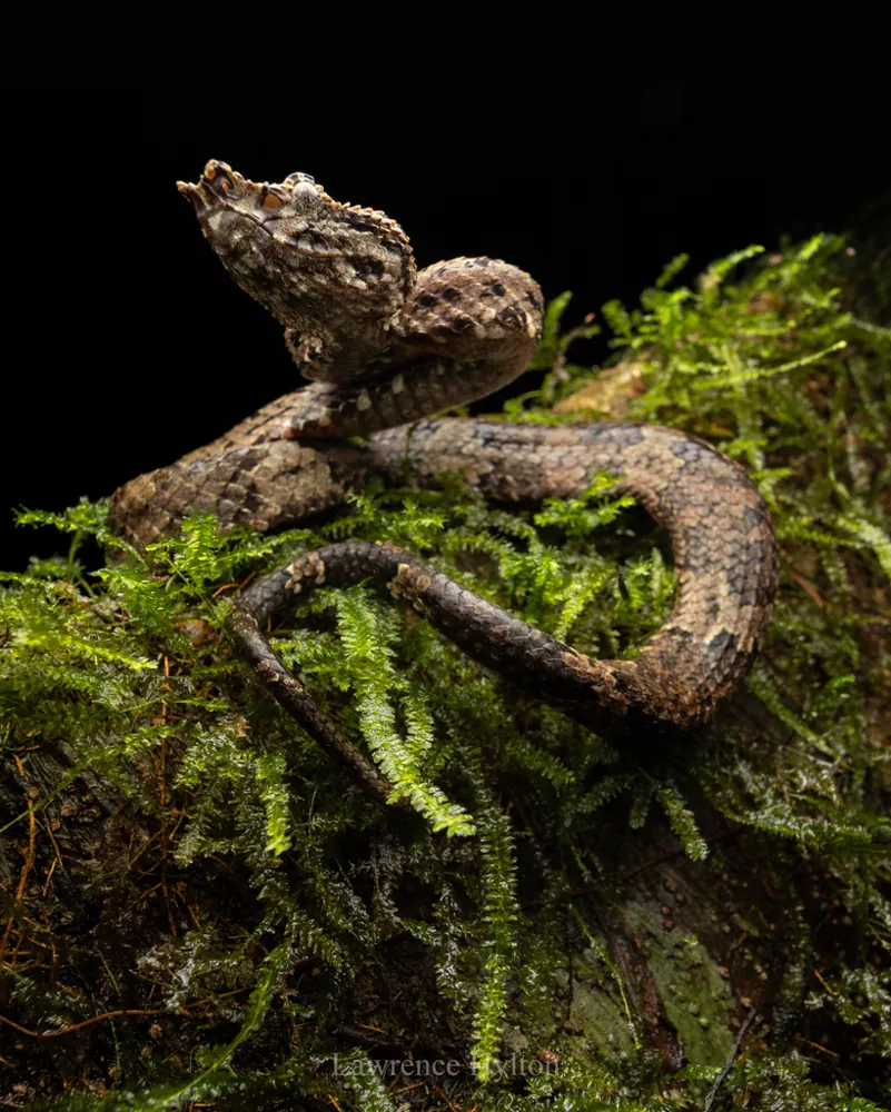 عکس Bornean pit viper