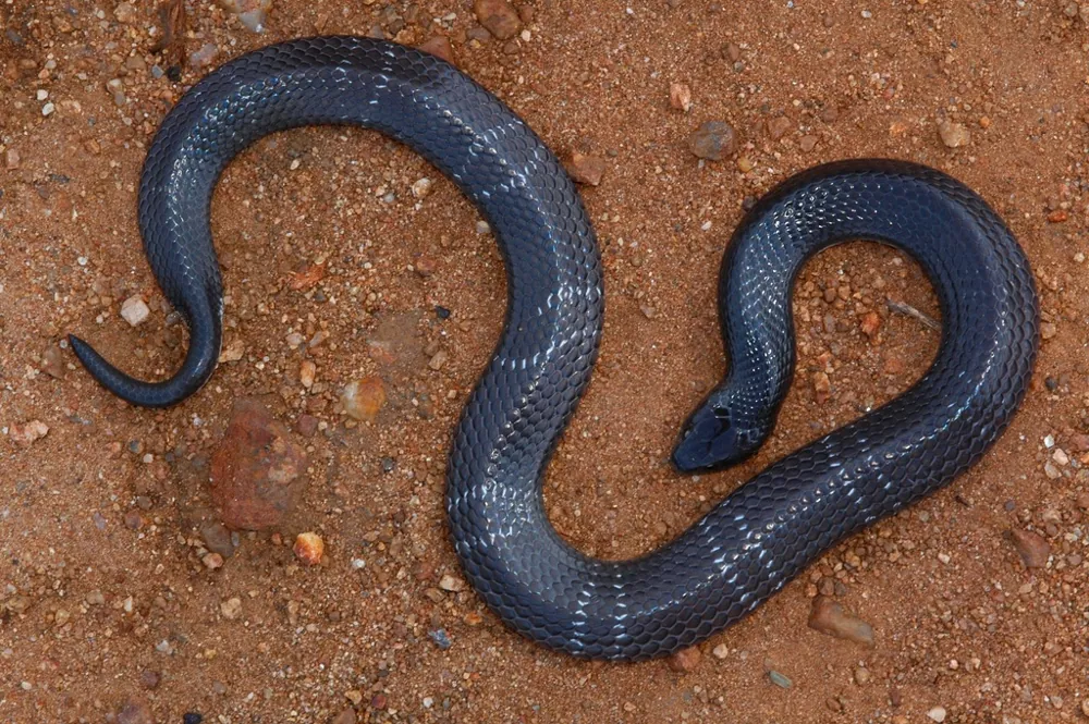 Foto de Boulenger's garter snake