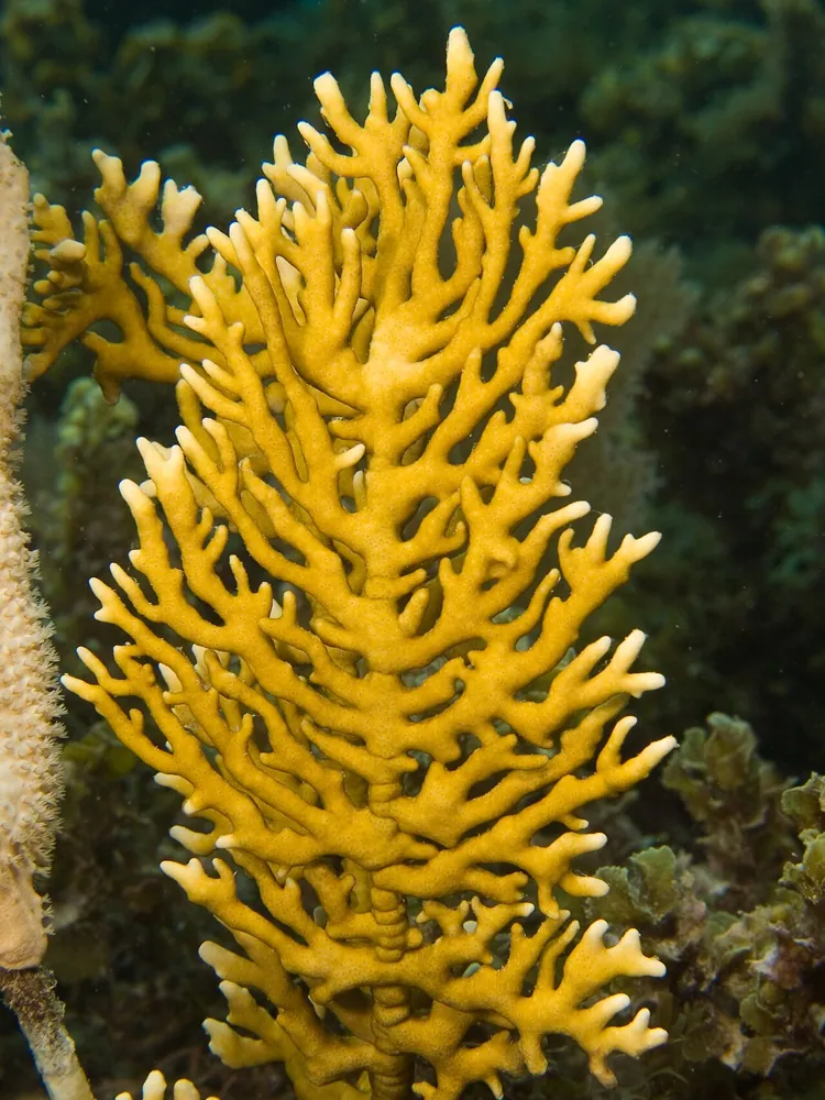 عکس Branching fire coral