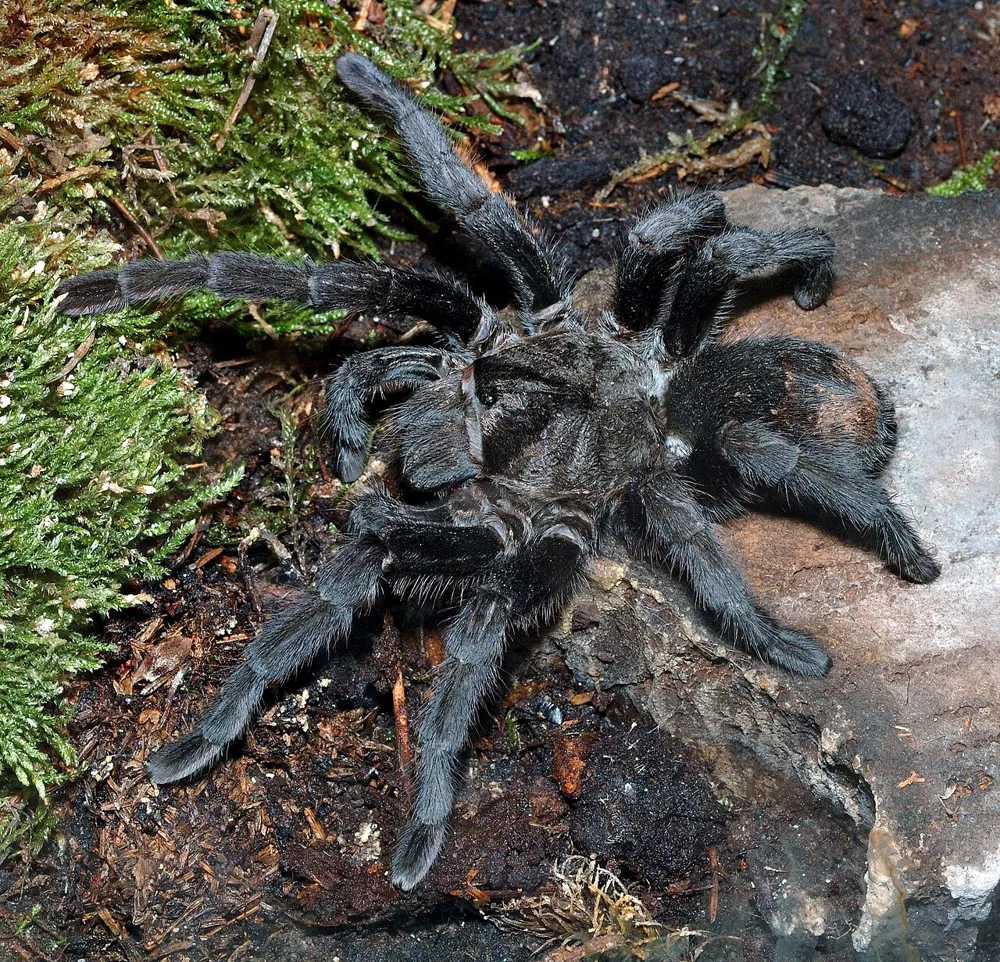 د Brazilian black tarantula عکس