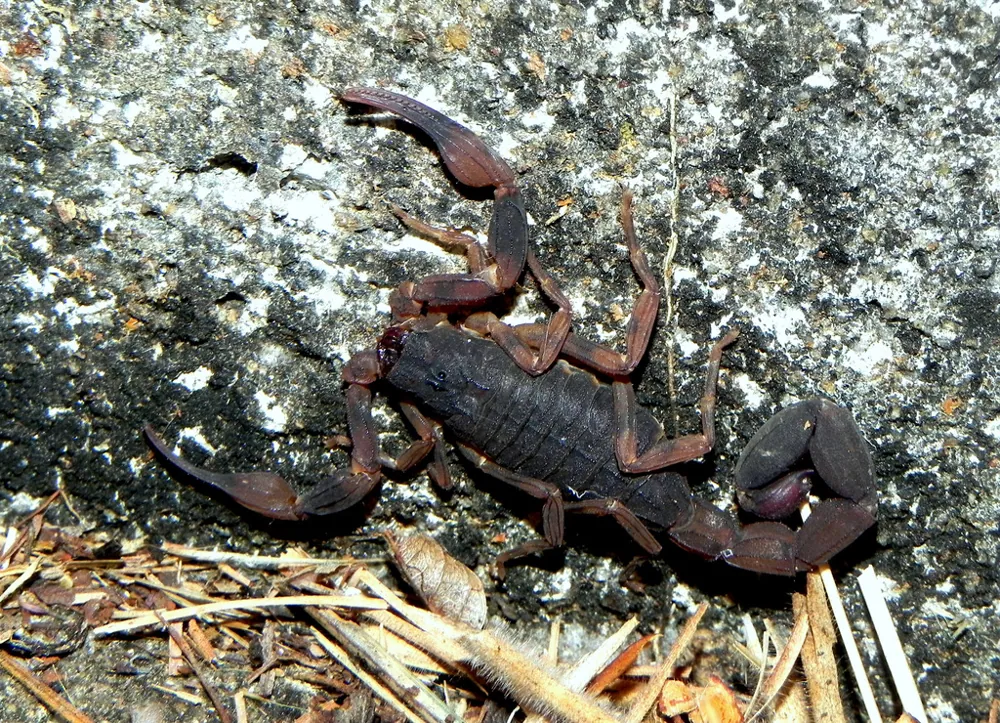 د Brazilian brown scorpion عکس