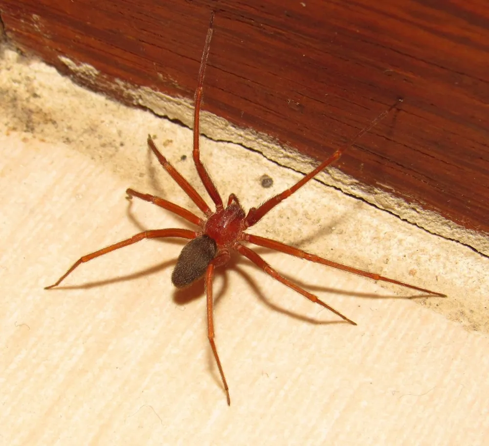 عکس Brazilian brown spider