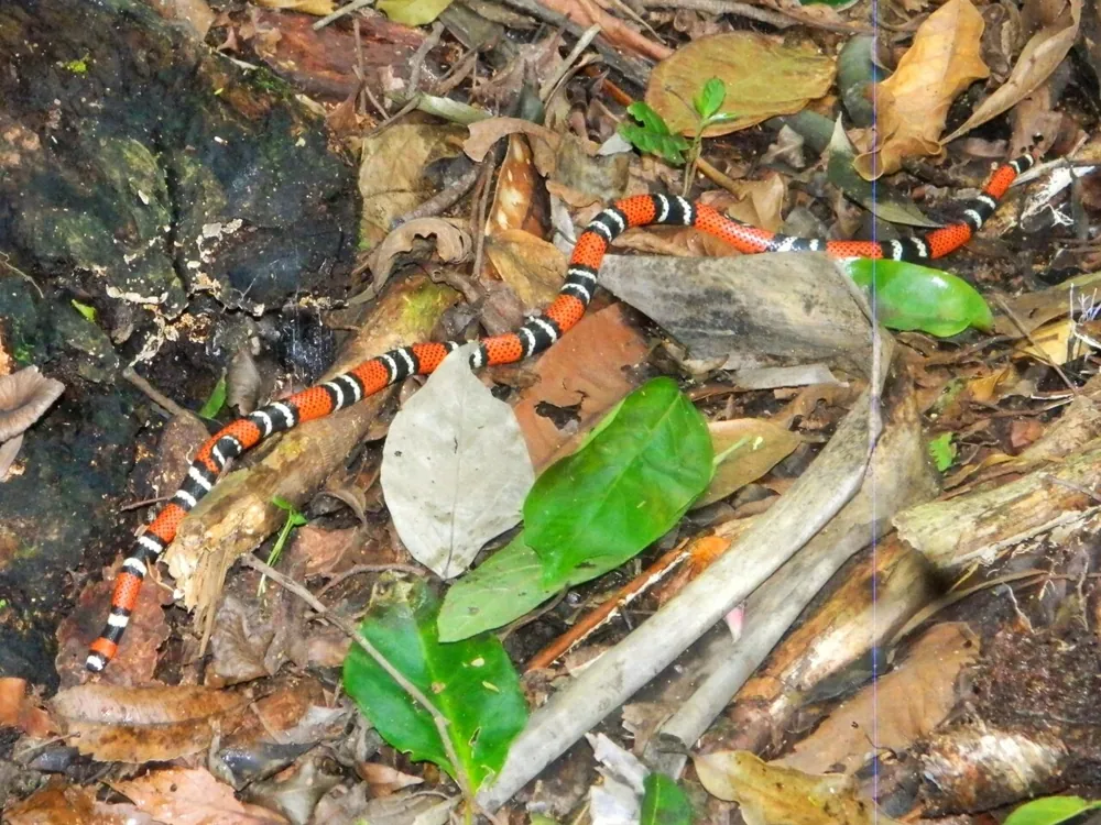 عکس Brazilian coral snake