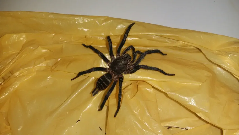 عکس Brazilian funnel-web spider