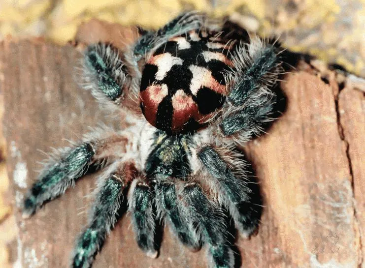 Fotka: Brazilian jewel tarantula