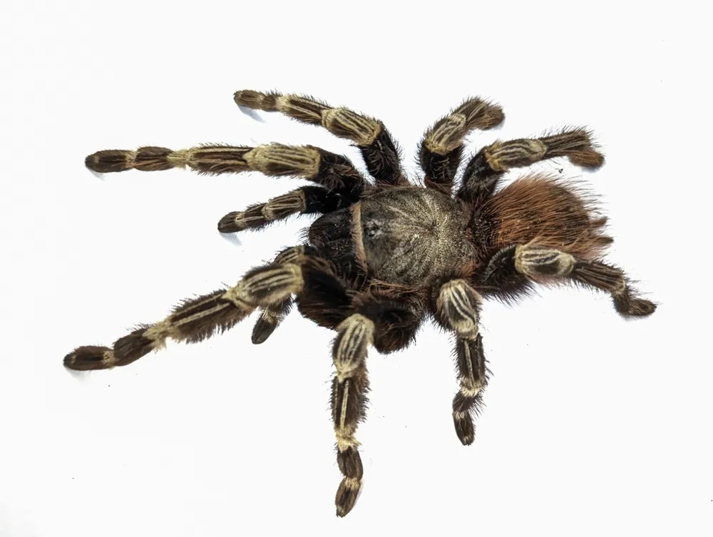 Foto af Brazilian red and white tarantula