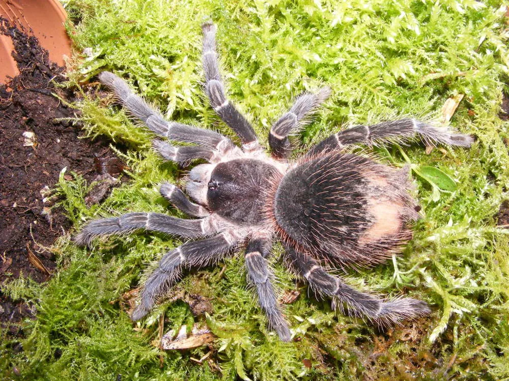 Foto van Brazilian salmon pink birdeater