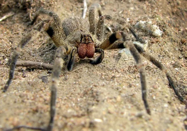د Brazilian wandering spider عکس