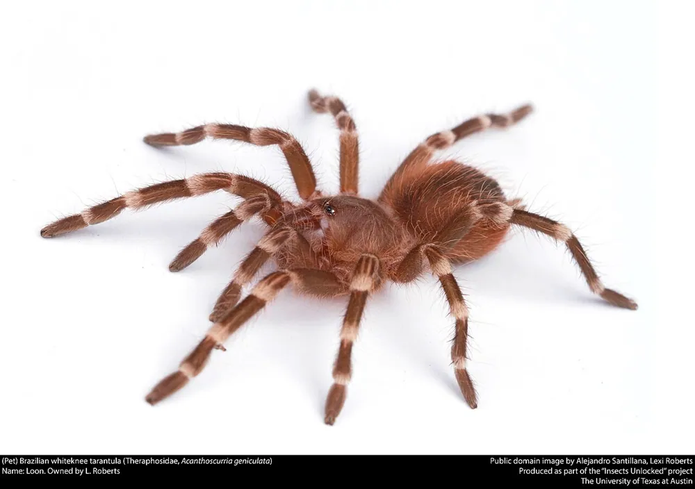 عکس Brazilian whiteknee tarantula