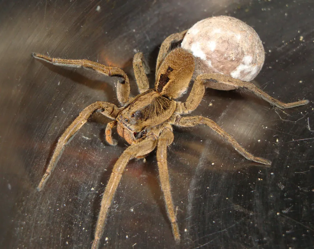 د Brazilian wolf spider عکس