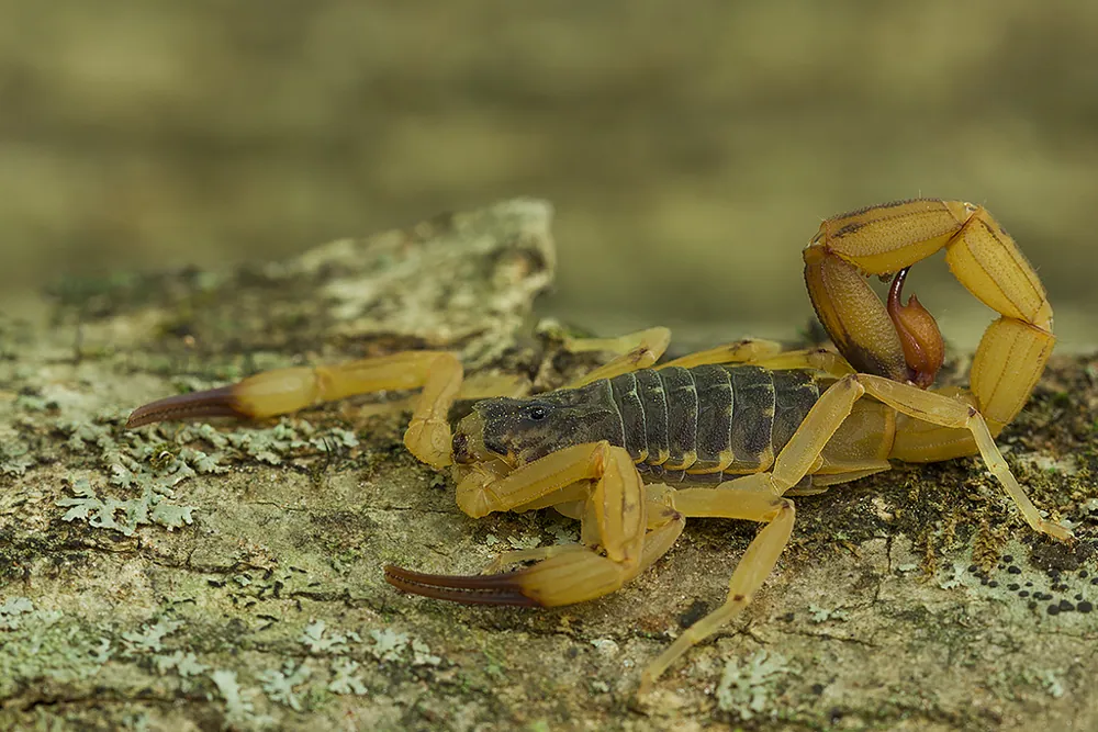 د Brazilian yellow scorpion عکس