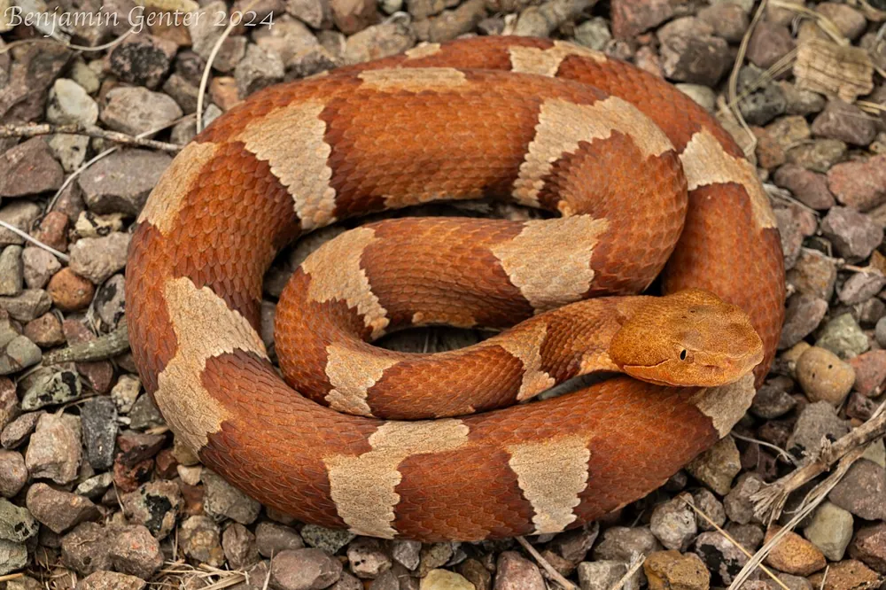 عکس Broad-banded copperhead