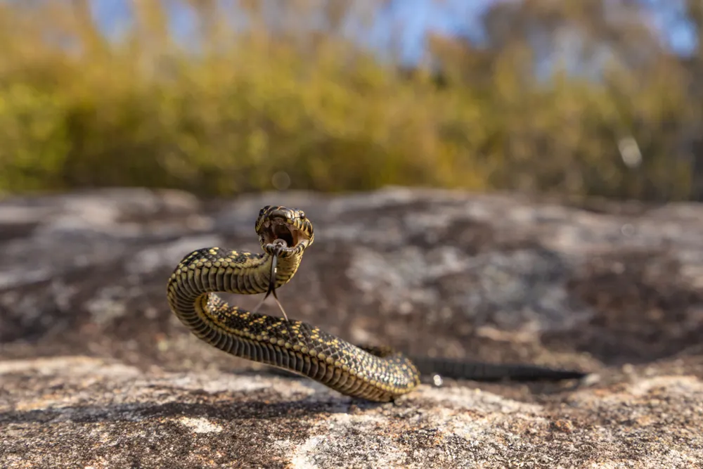 Broad-headed snake ఫోటో